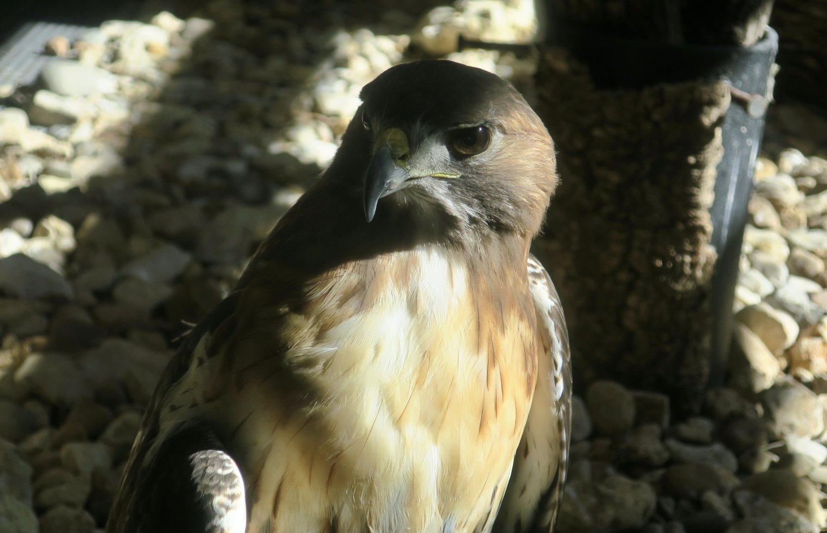 Eastern Red-Tailed Hawk (Buteo jamaicensis borealis)
