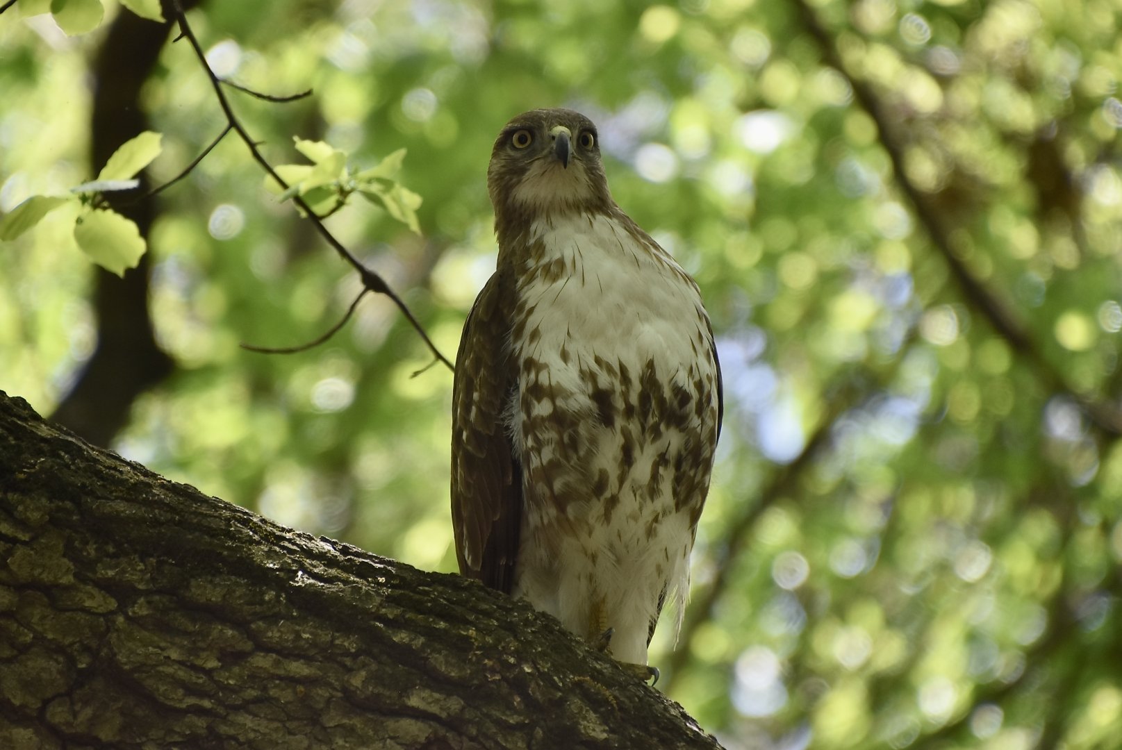 Eastern Red-Tailed Hawk (Buteo jamaicensis borealis)