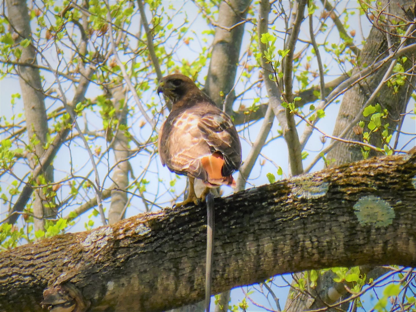 Eastern Red-tailed Hawk with Eastern Garter Snake