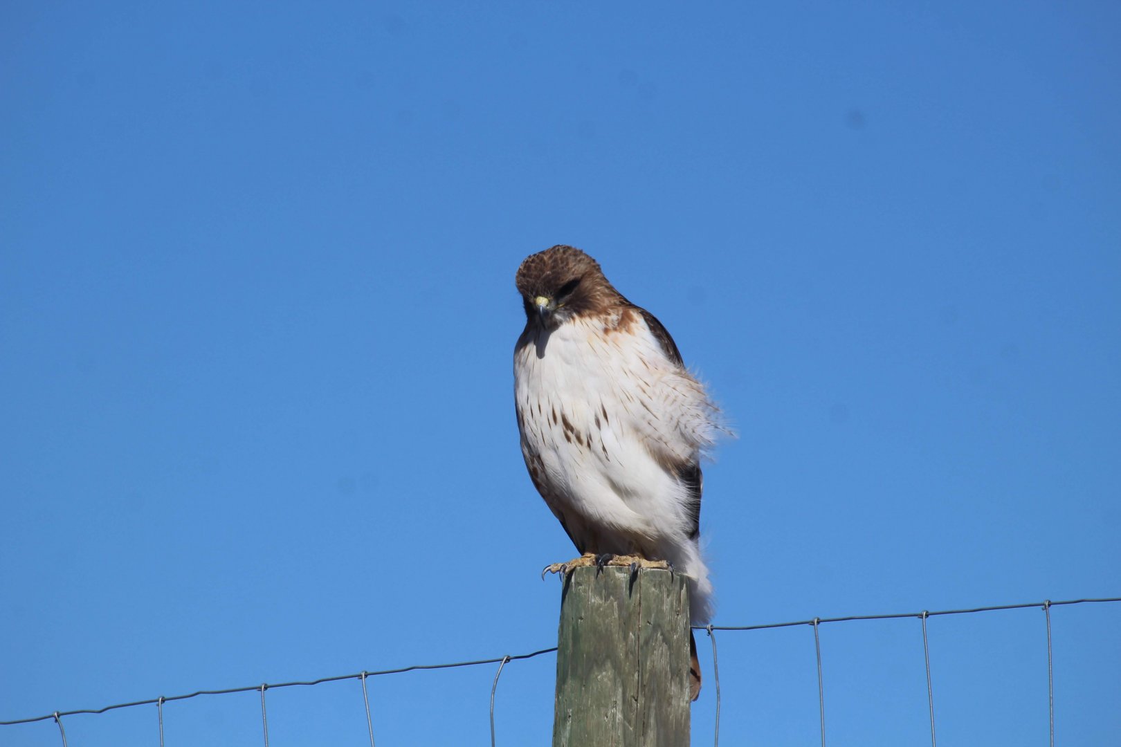 Eastern Red-tailed Hawk
