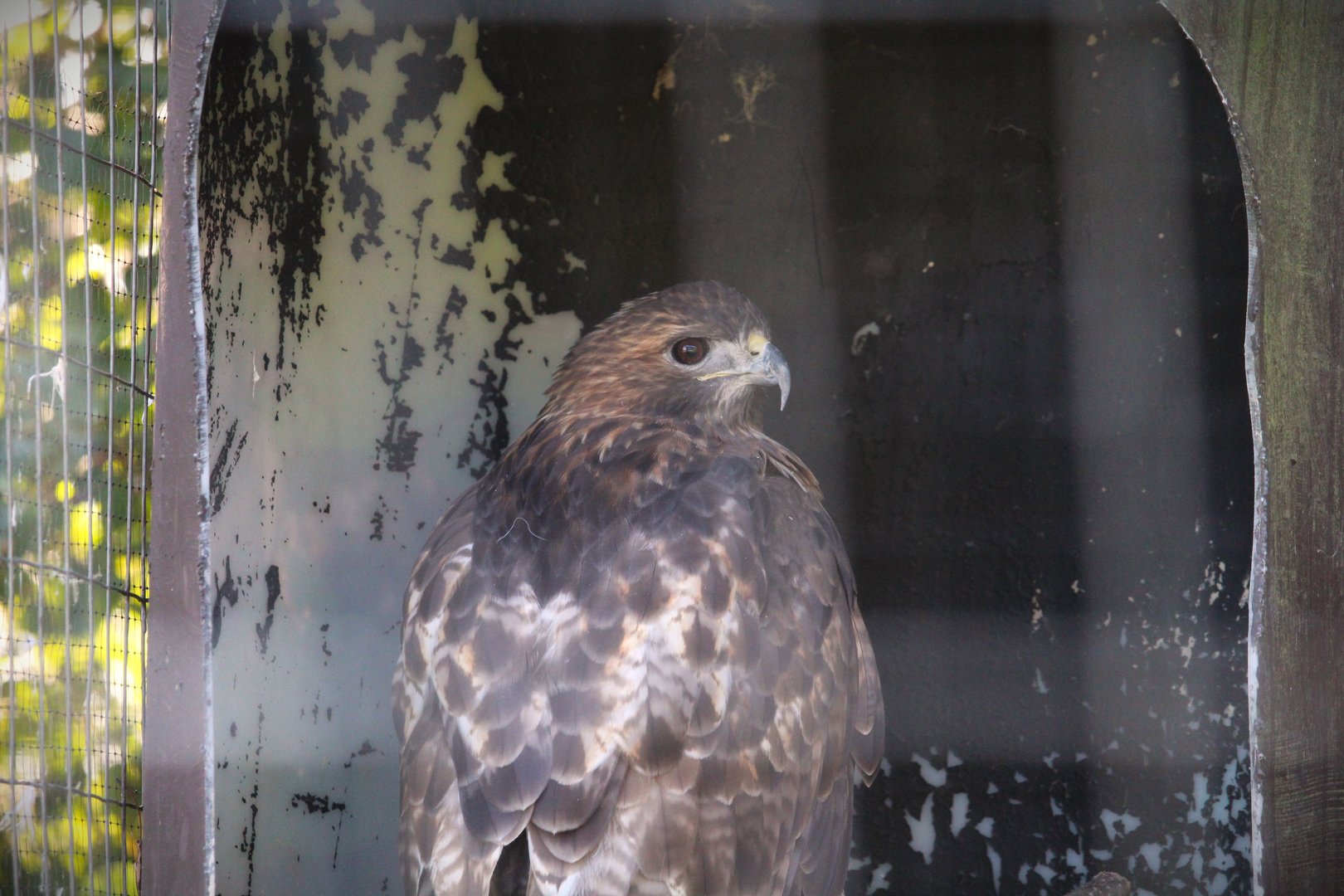 Eastern Red-tailed Hawk
