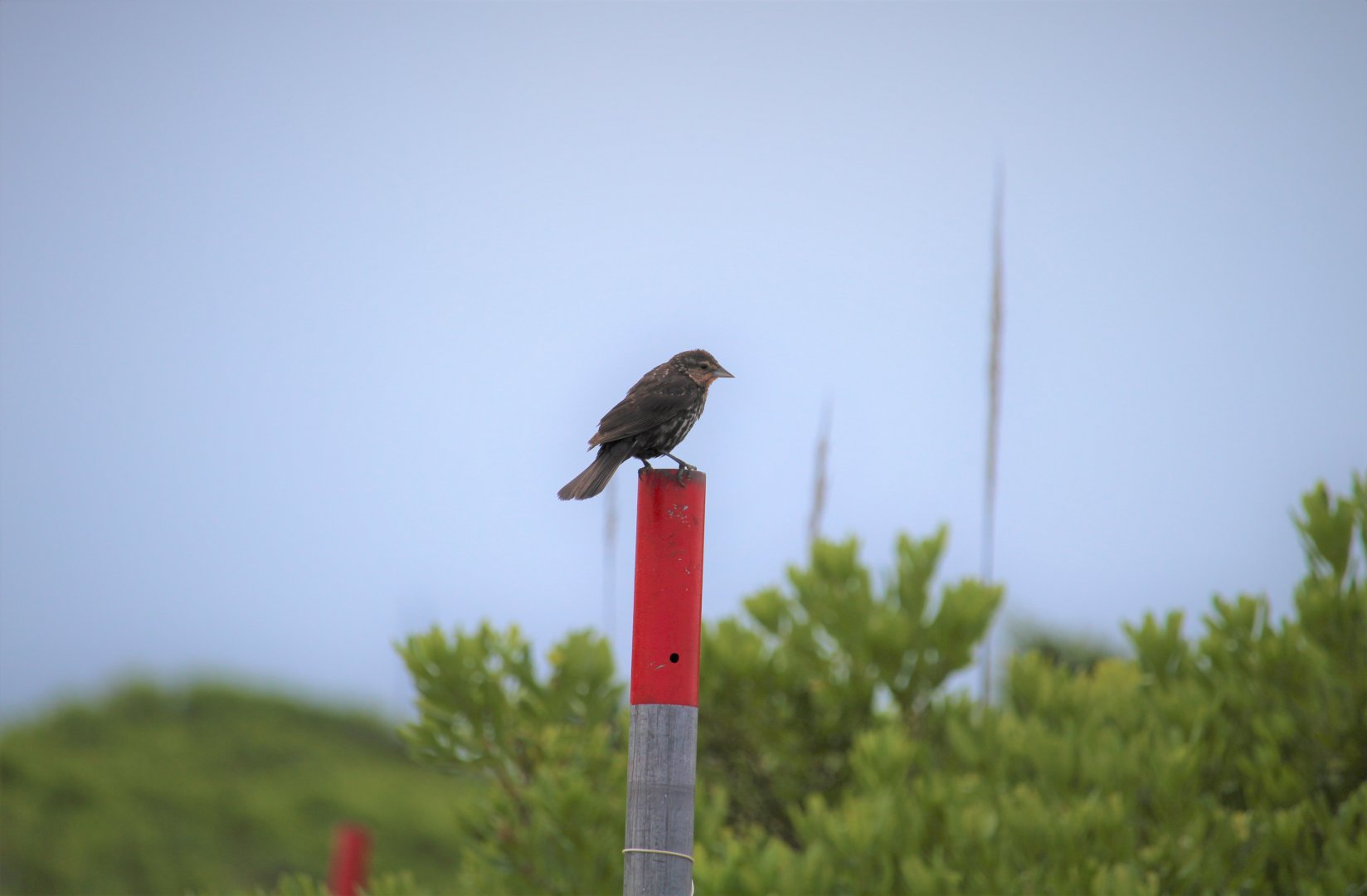 Eastern Red-winged Blackbird