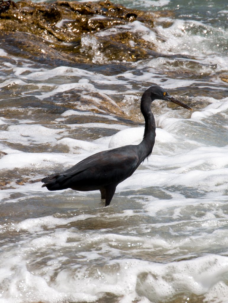 Eastern Reef Egret