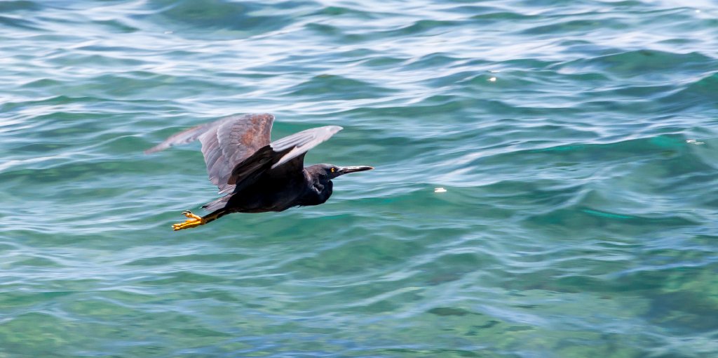 Eastern Reef Egret