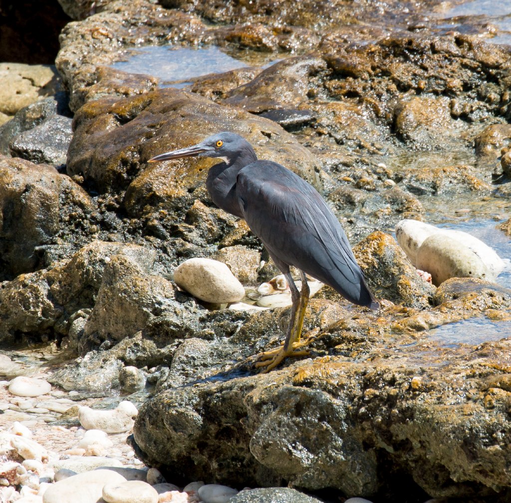 Eastern Reef Egret