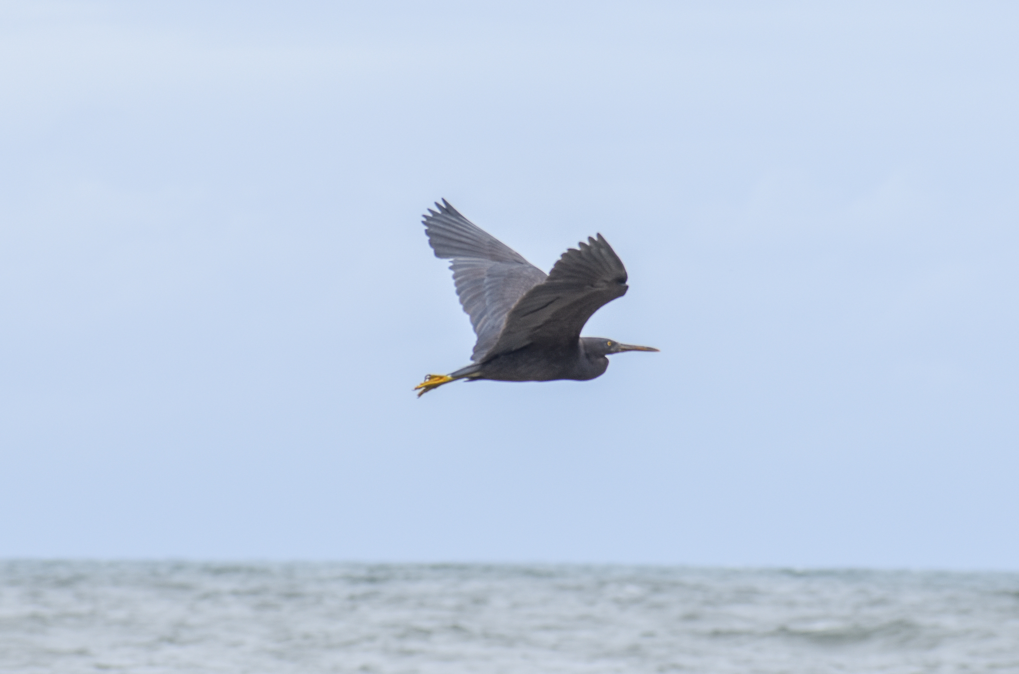 Eastern Reef-Egret