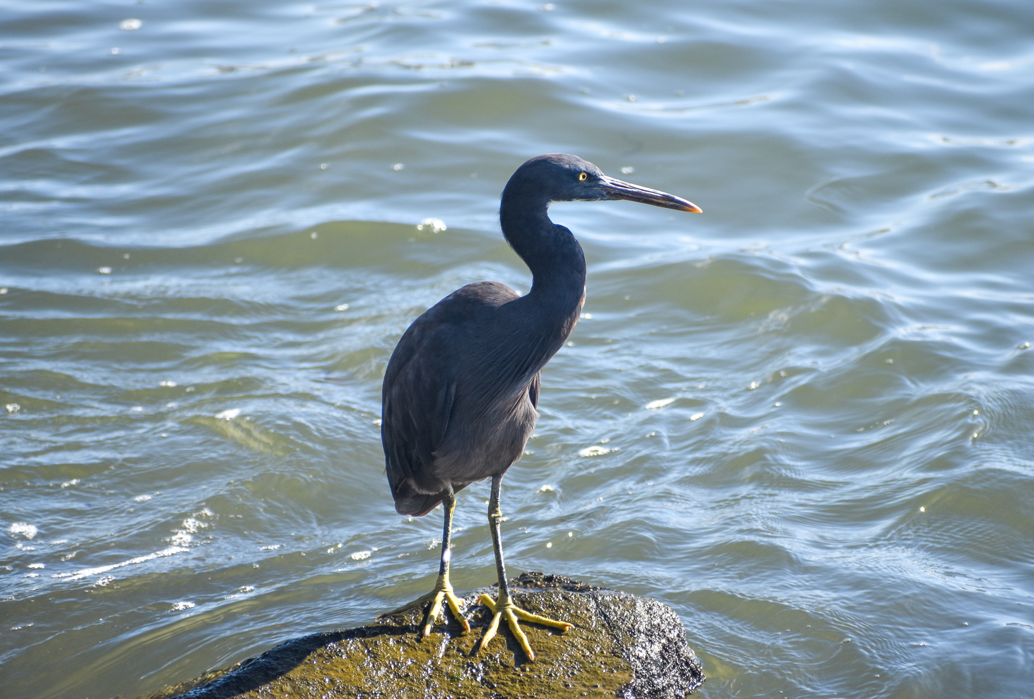 Eastern Reef Egret