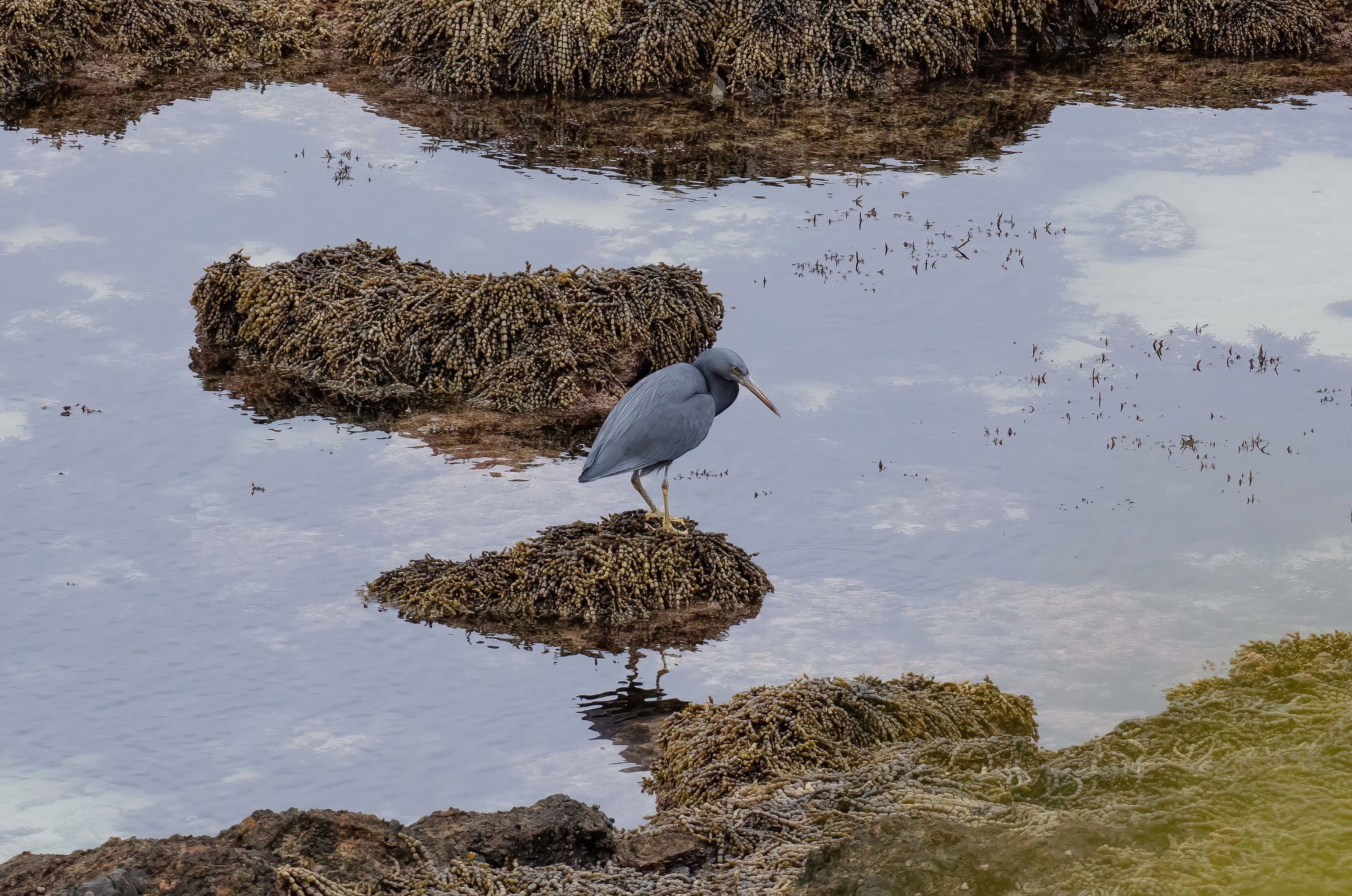 Eastern Reef Heron