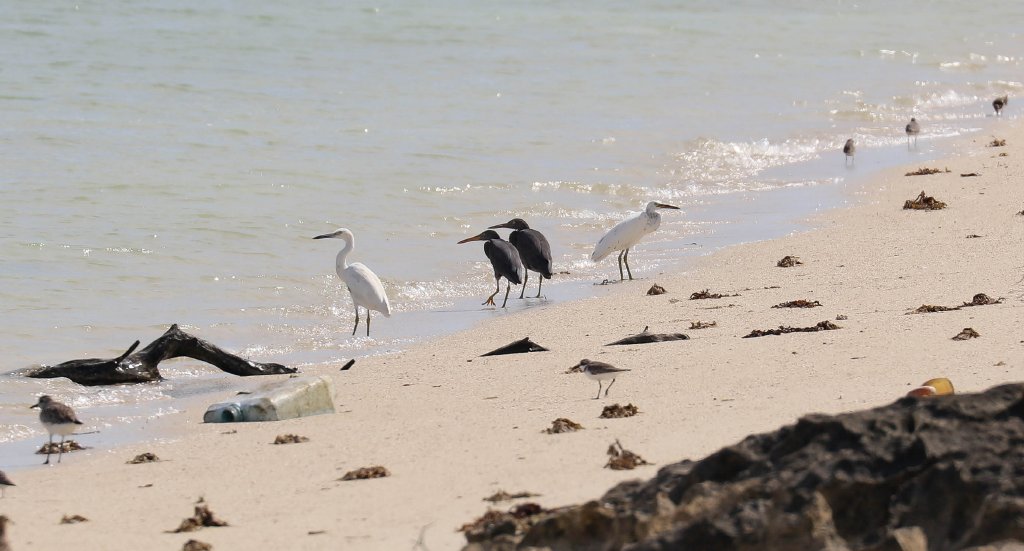 Eastern Reef Herons