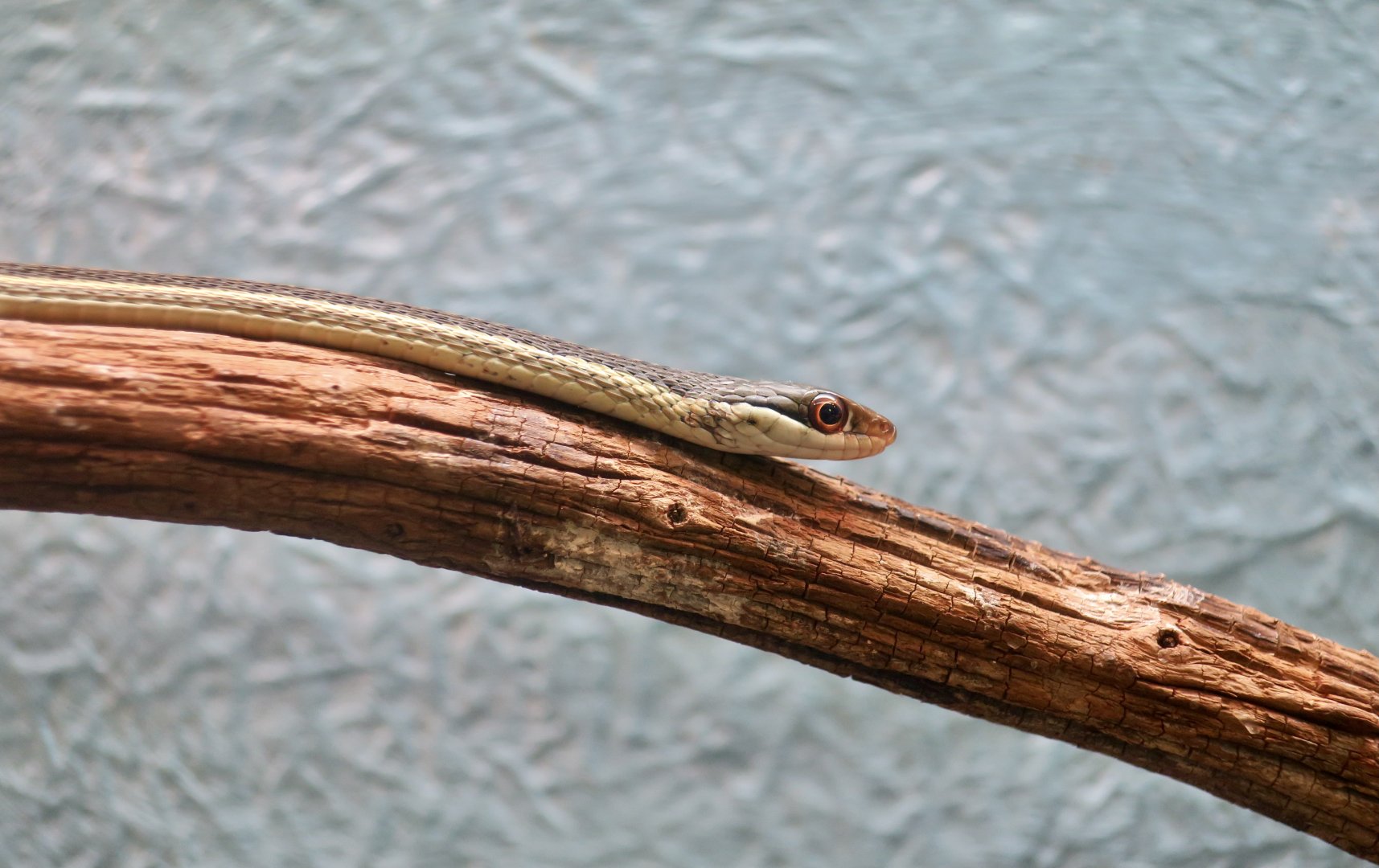 Eastern Ribbon Snake (Thamnophis saurita saurita) - Cold Spring Harbor Fish Hatchery & Aquarium