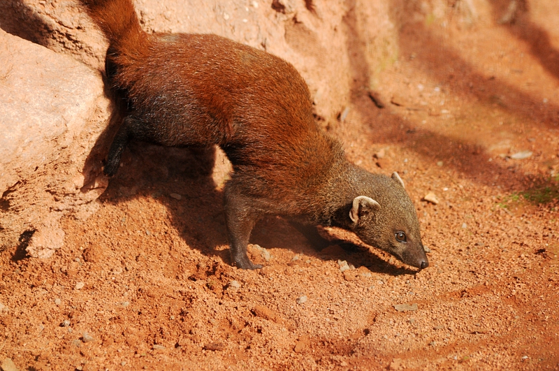 Eastern ring-tailed mongoose at Cologne