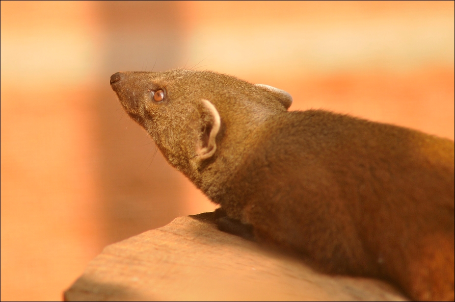 Eastern ring-tailed mongoose at Köln Zoo
