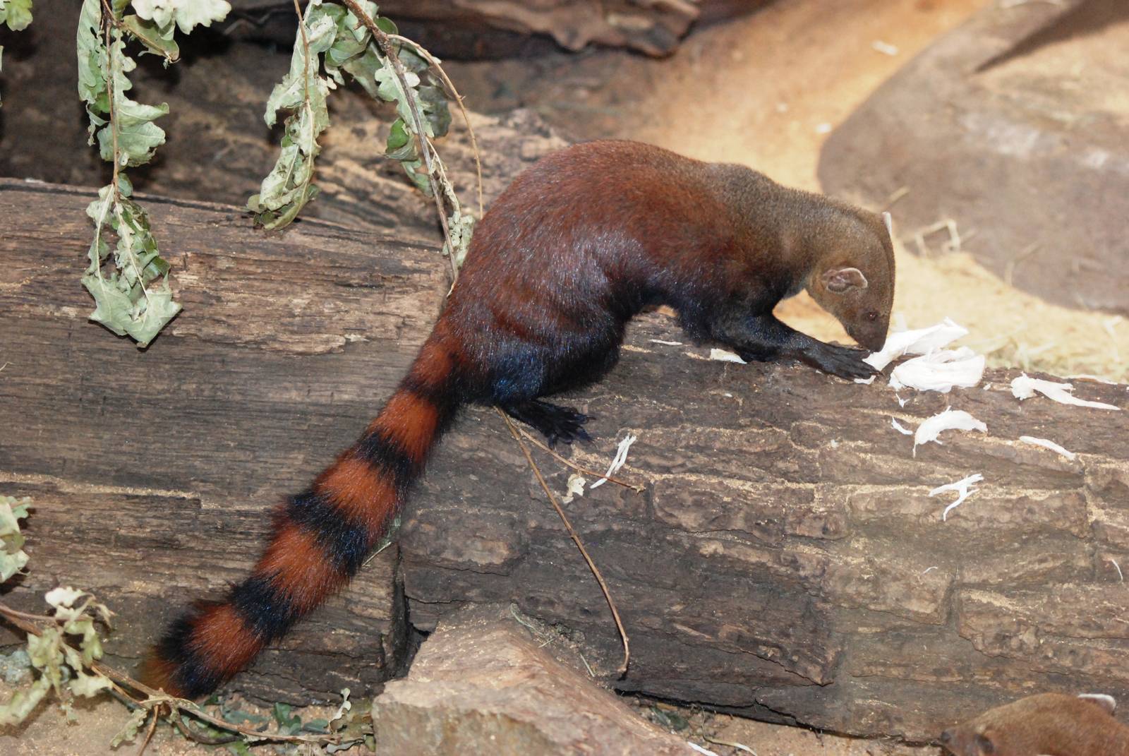Eastern Ring-tailed Mongoose at Pilsen, 31/08/12