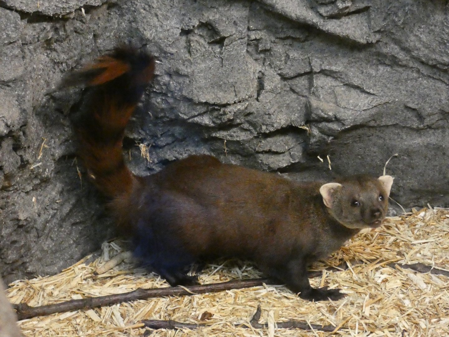 Eastern Ring-tailed Mongoose
