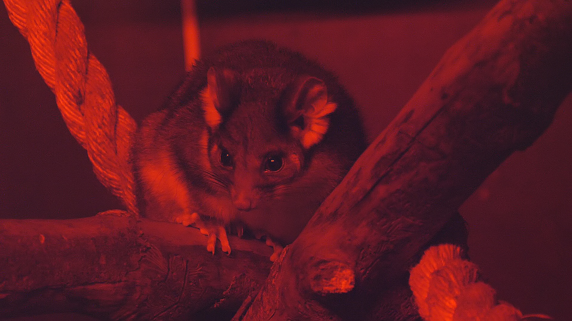 Eastern ring-tailed possum