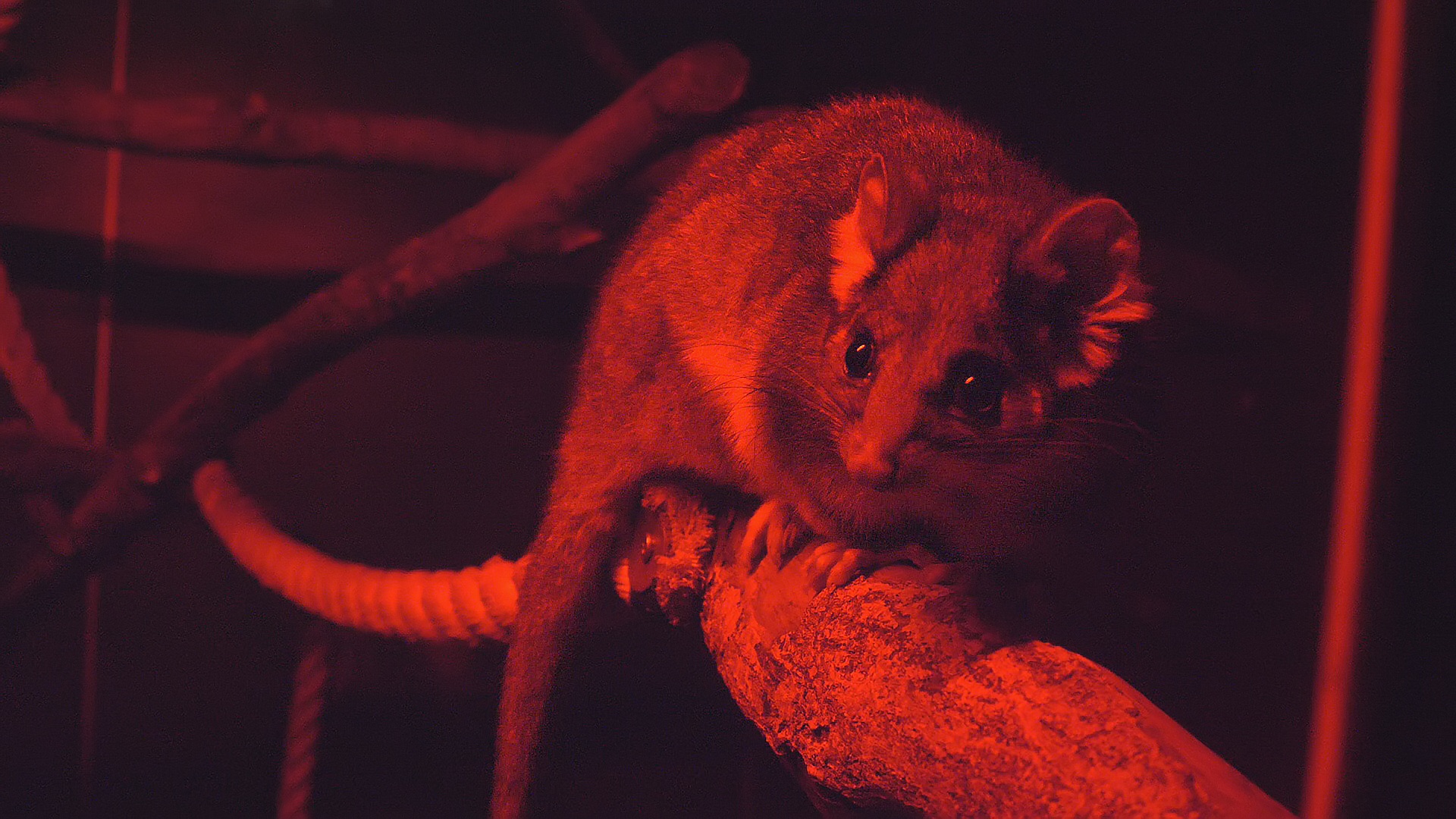 Eastern ring-tailed possum