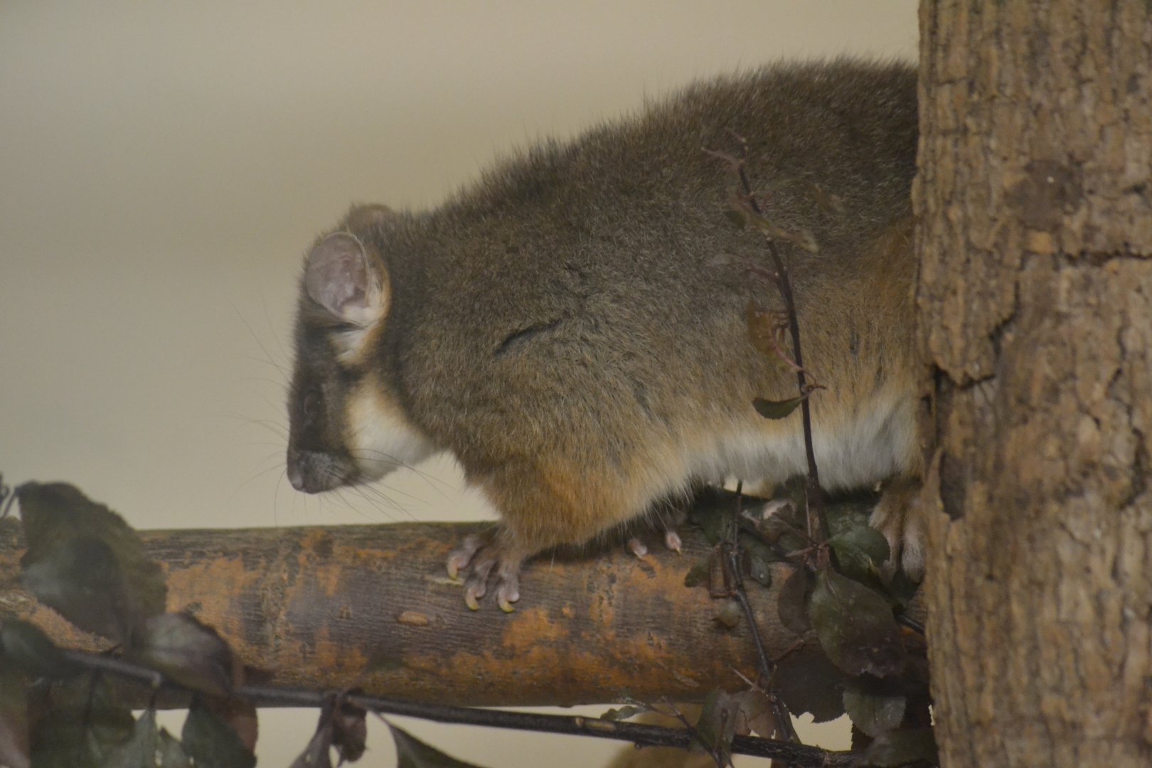 Eastern ring-tailed possum