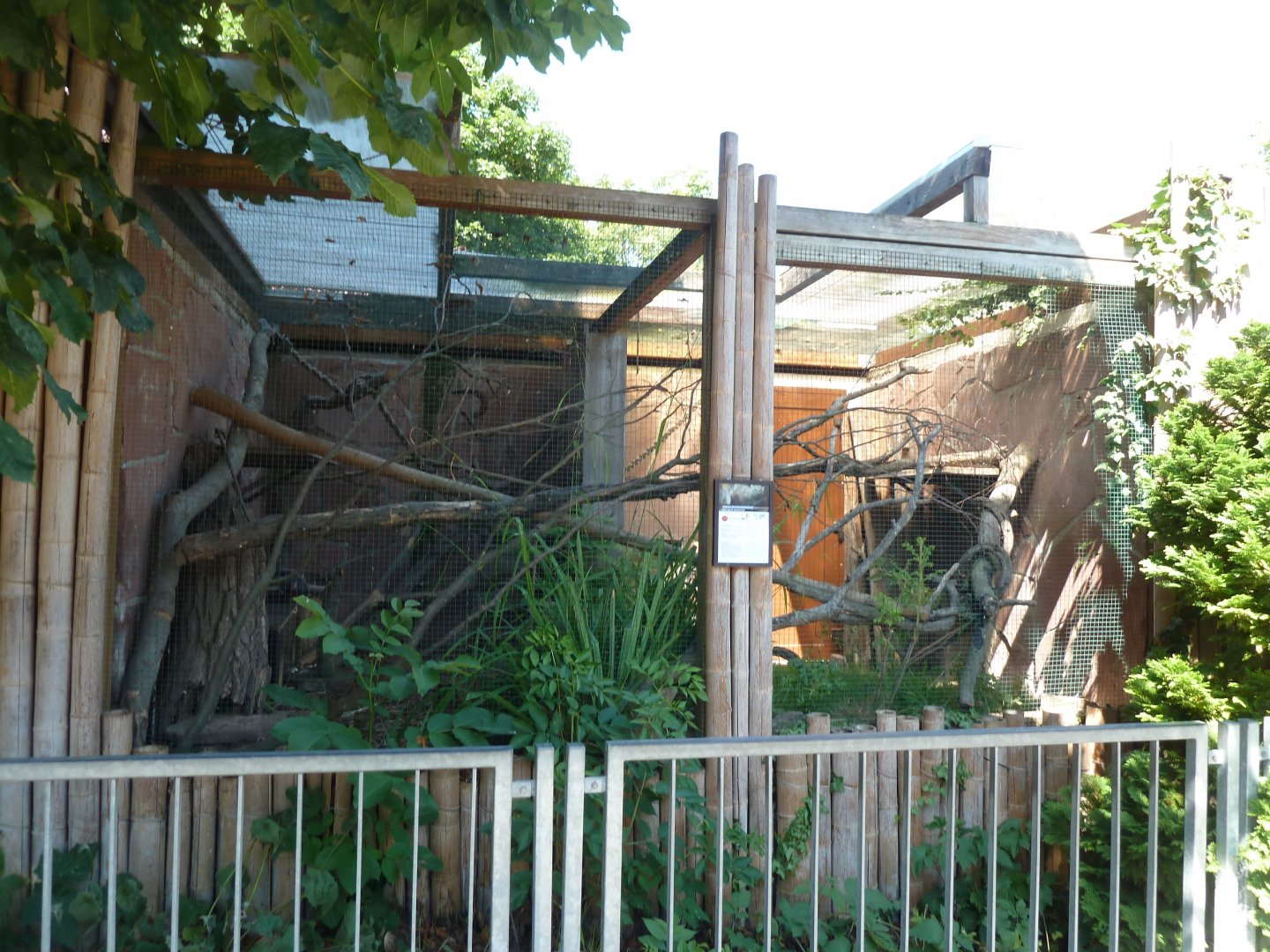 Eastern ring-tailed vontsira enclosure