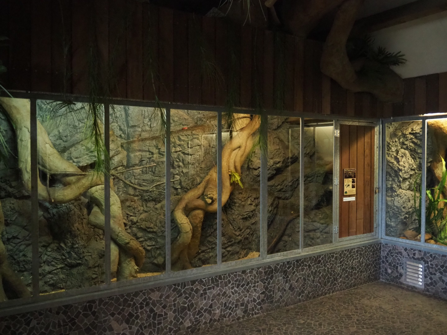 Eastern ring-tailed vontsira exhibit, 2019-04-06