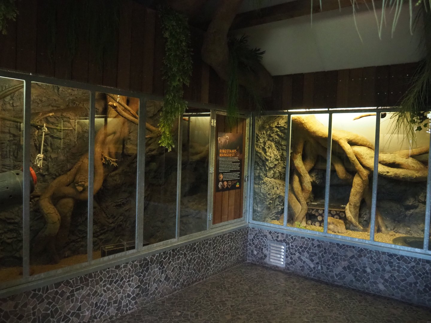 Eastern ring-tailed vontsira exhibits, 2022-05-17