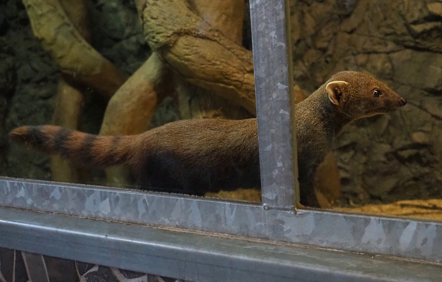 Eastern ring-tailed vontsira (Galidia elegans elegans), 2019-04-06