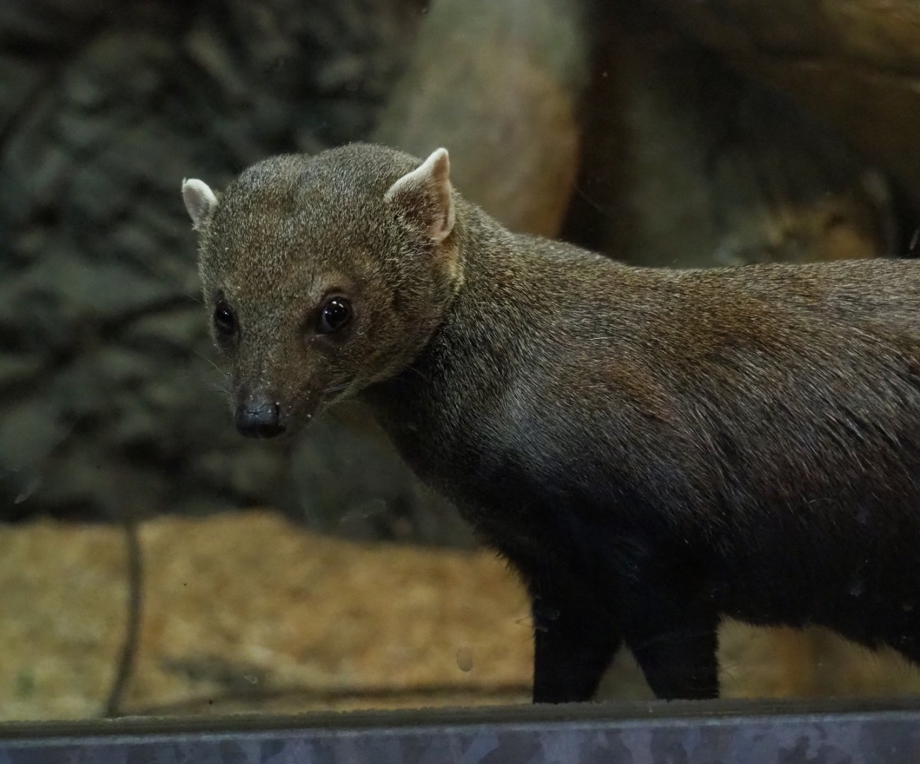 Eastern ring-tailed vontsira (Galidia elegans elegans), 2019-04-06