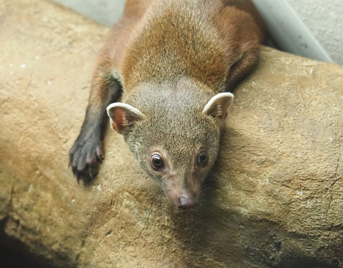 Eastern ring-tailed vontsira (Galidia elegans elegans), 2022-05-17