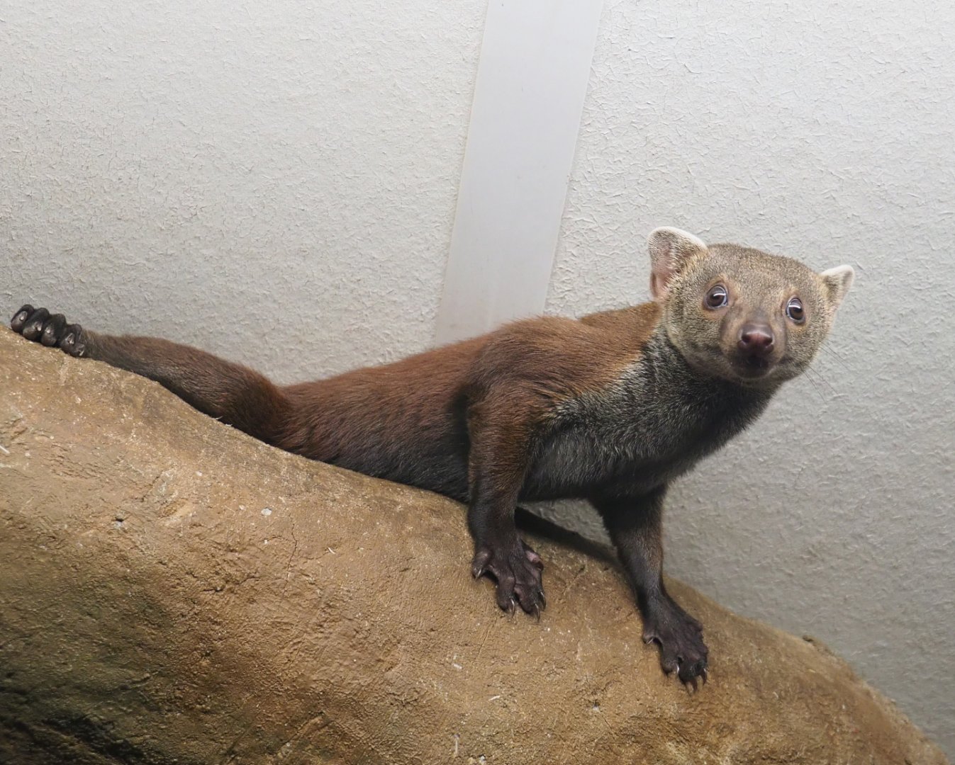 Eastern ring-tailed vontsira (Galidia elegans elegans), 2022-05-17