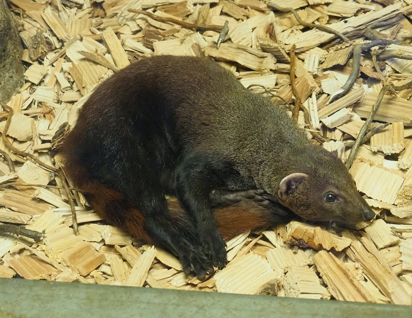 Eastern ring-tailed vontsira (Galidia elegans elegans), 2023-05-31