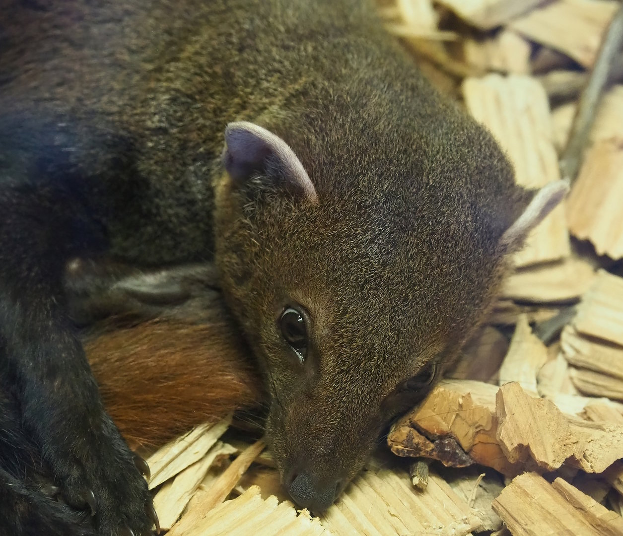 Eastern ring-tailed vontsira (Galidia elegans elegans), 2023-05-31