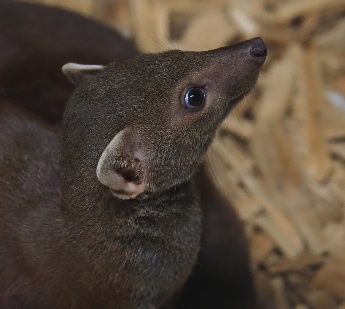 Eastern Ring-tailed vontsira (Galidia elegans elegans), 2024-04-14