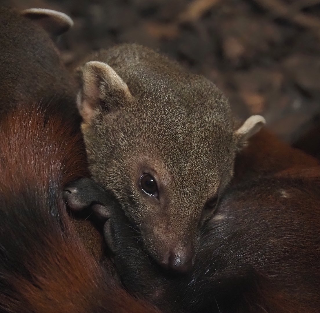 Eastern ring-tailed vontsira (Galidia elegans elegans), 2025-04-12