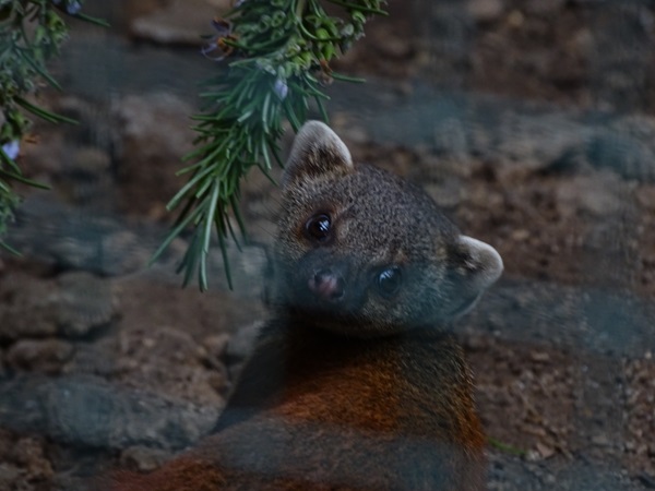 Eastern Ring-tailed vontsira (Galidia elegans elegans)
