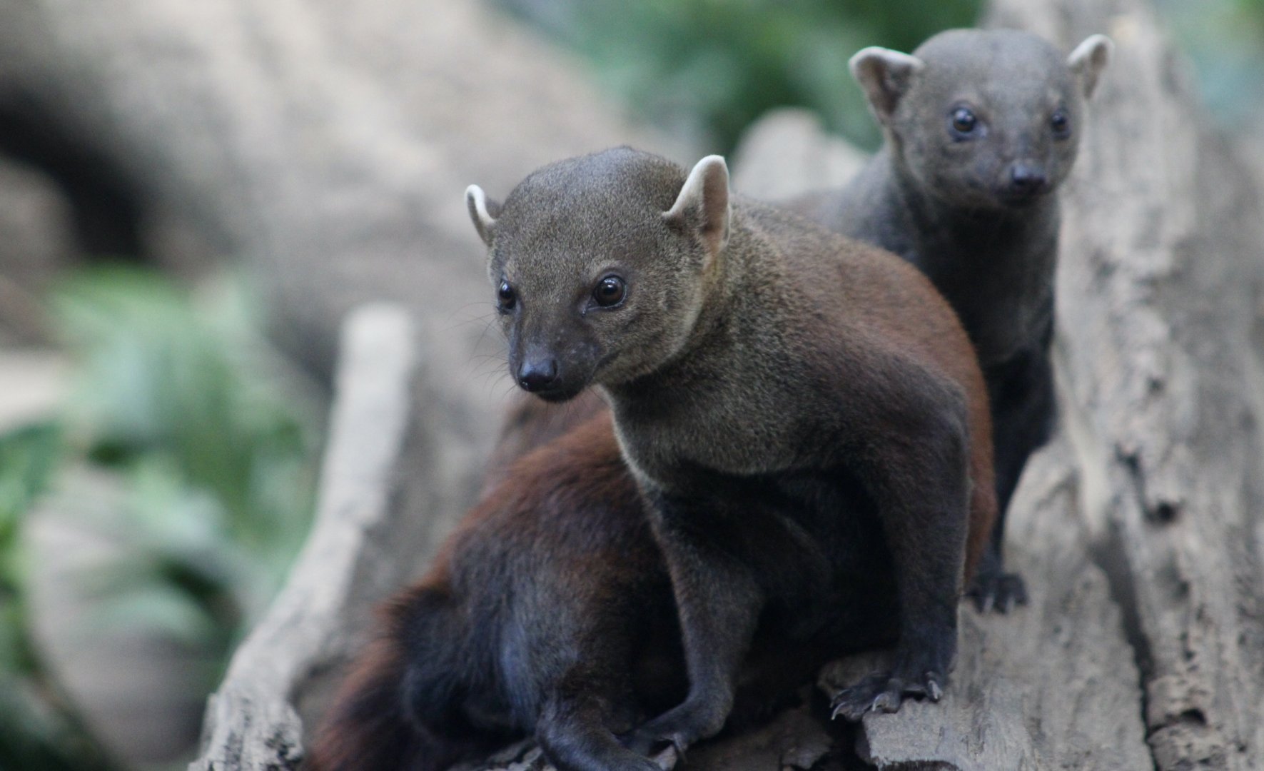 Eastern Ring-Tailed Vontsira (Galidia elegans elegans)