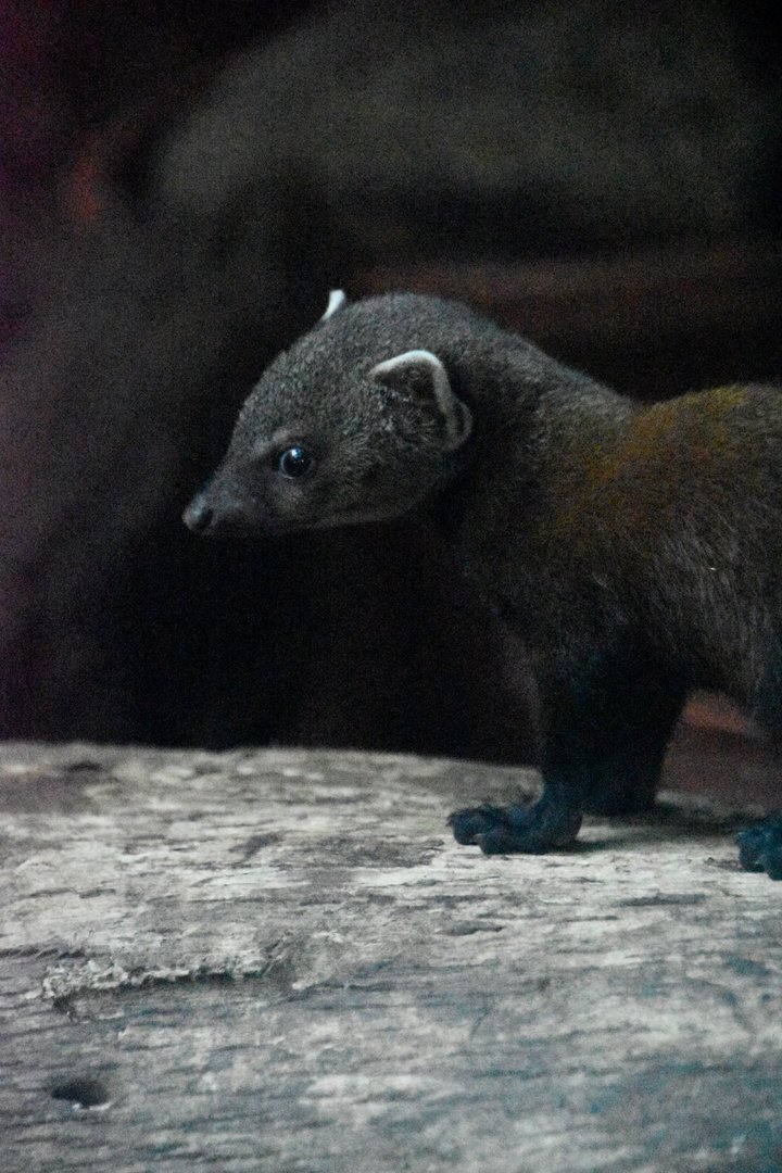 Eastern ring tailed vontsira, Galidia elegans