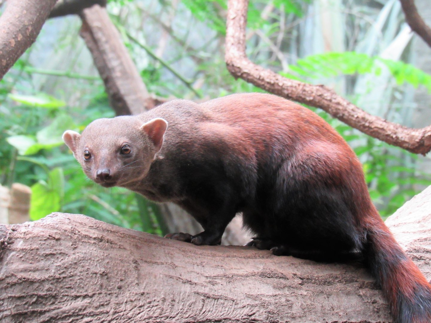 Eastern ring-tailed vontsira