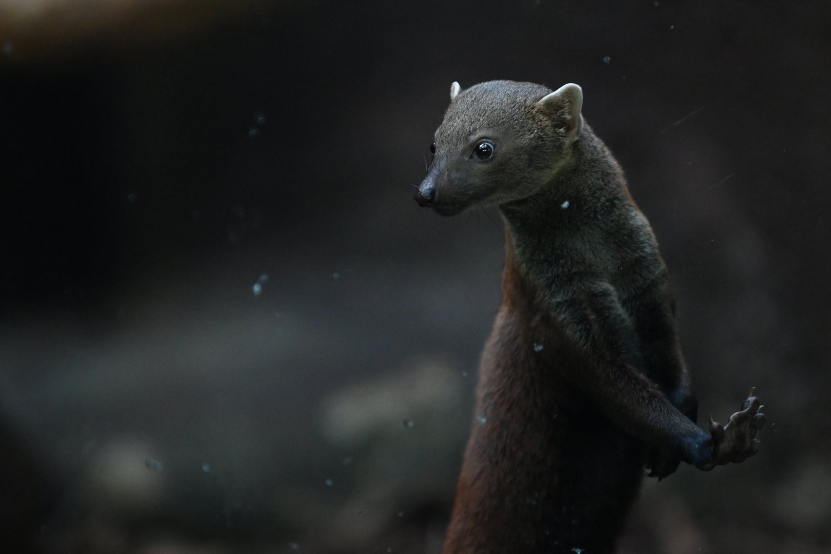 Eastern Ring-tailed Vontsira