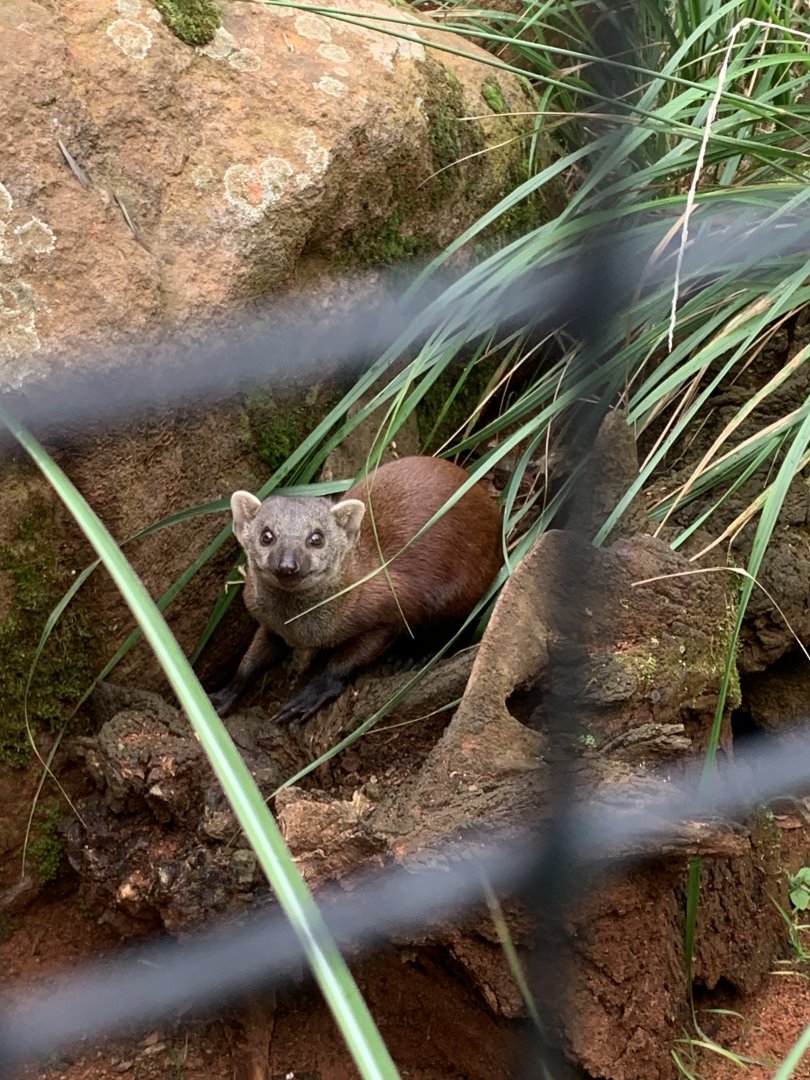 Eastern Ring-tailed vontsira
