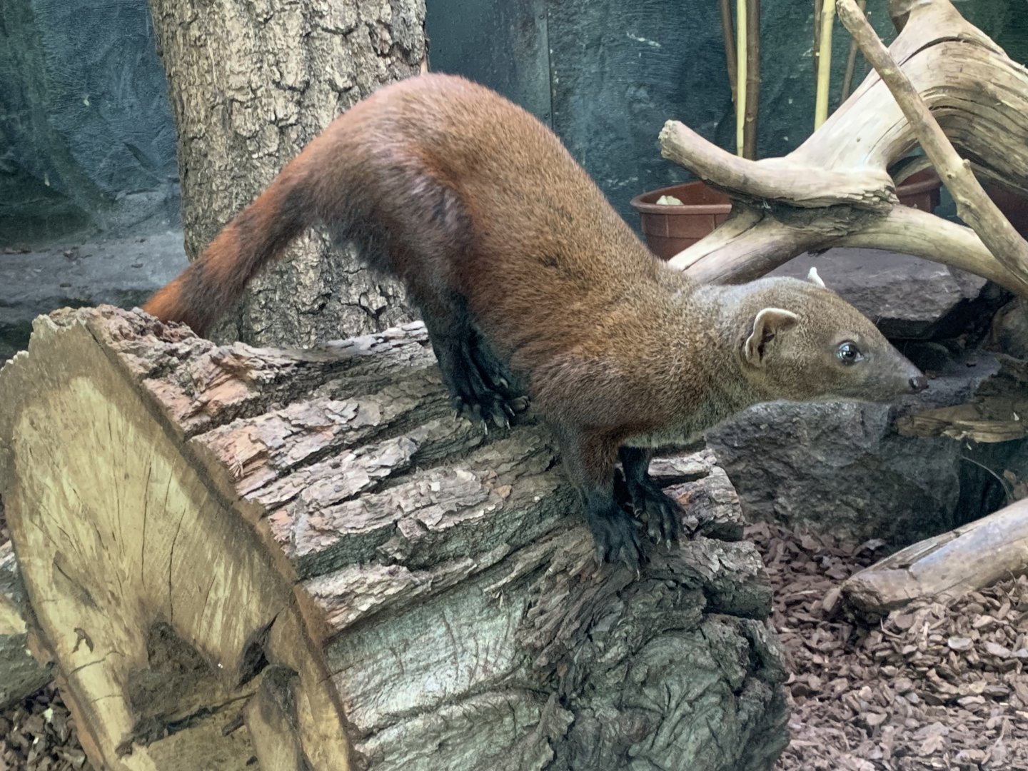 Eastern Ring-tailed vontsira