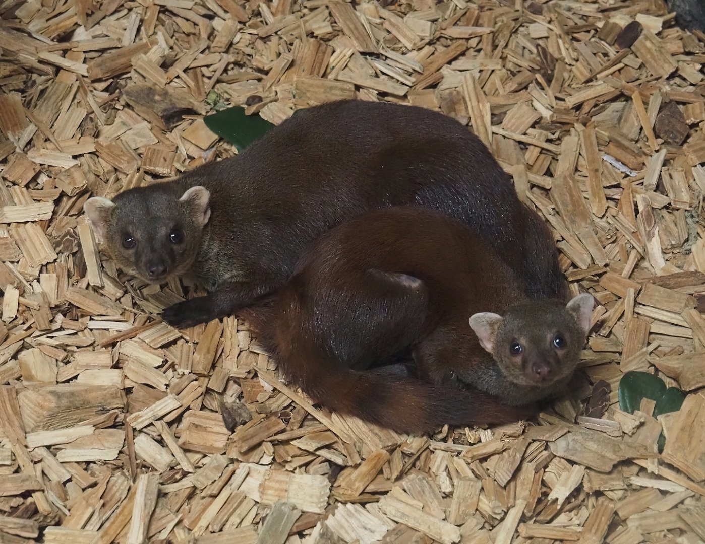 Eastern Ring-tailed vontsiras (Galidia elegans elegans), 2024-04-14