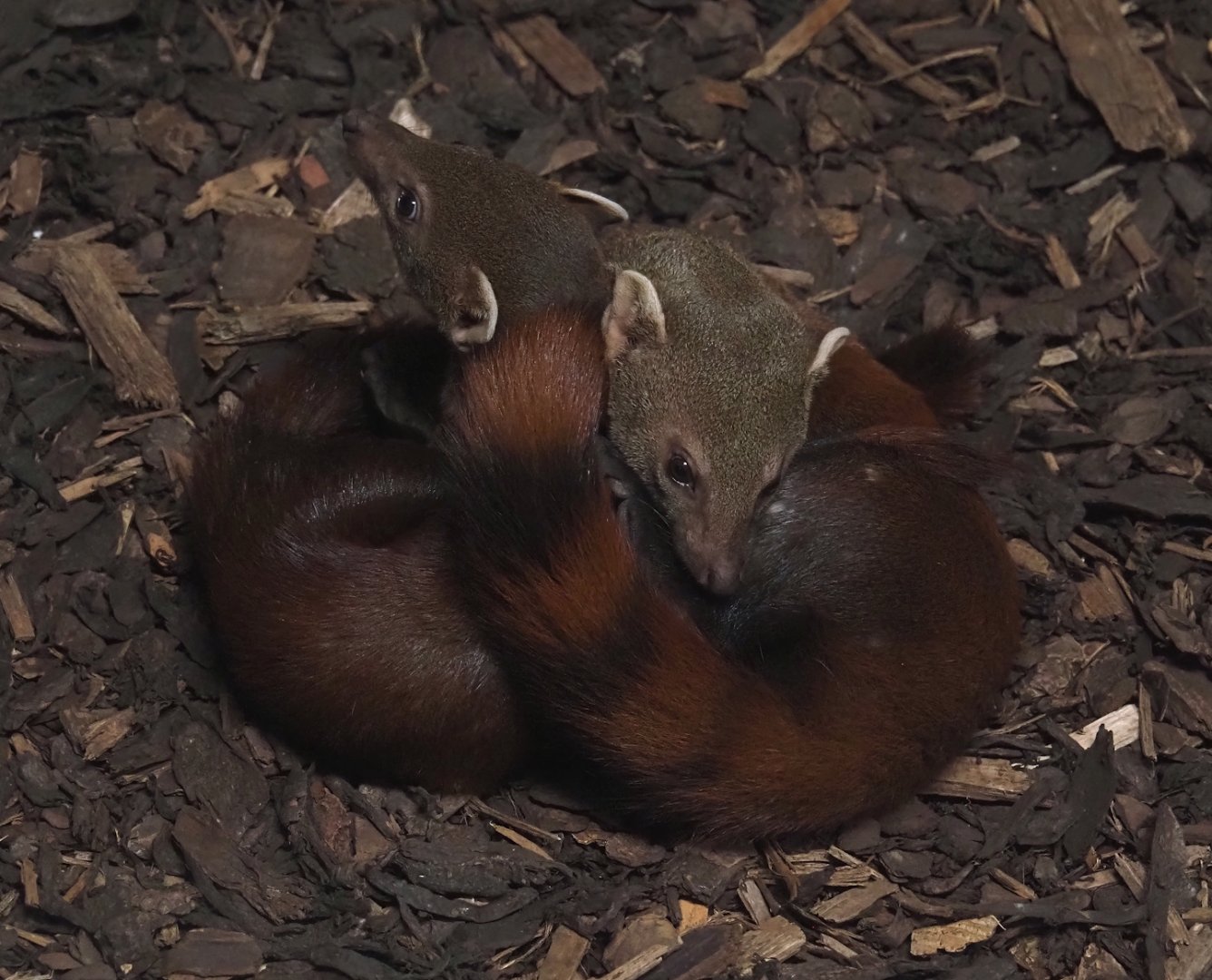 Eastern ring-tailed vontsiras (Galidia elegans elegans), 2025-04-12