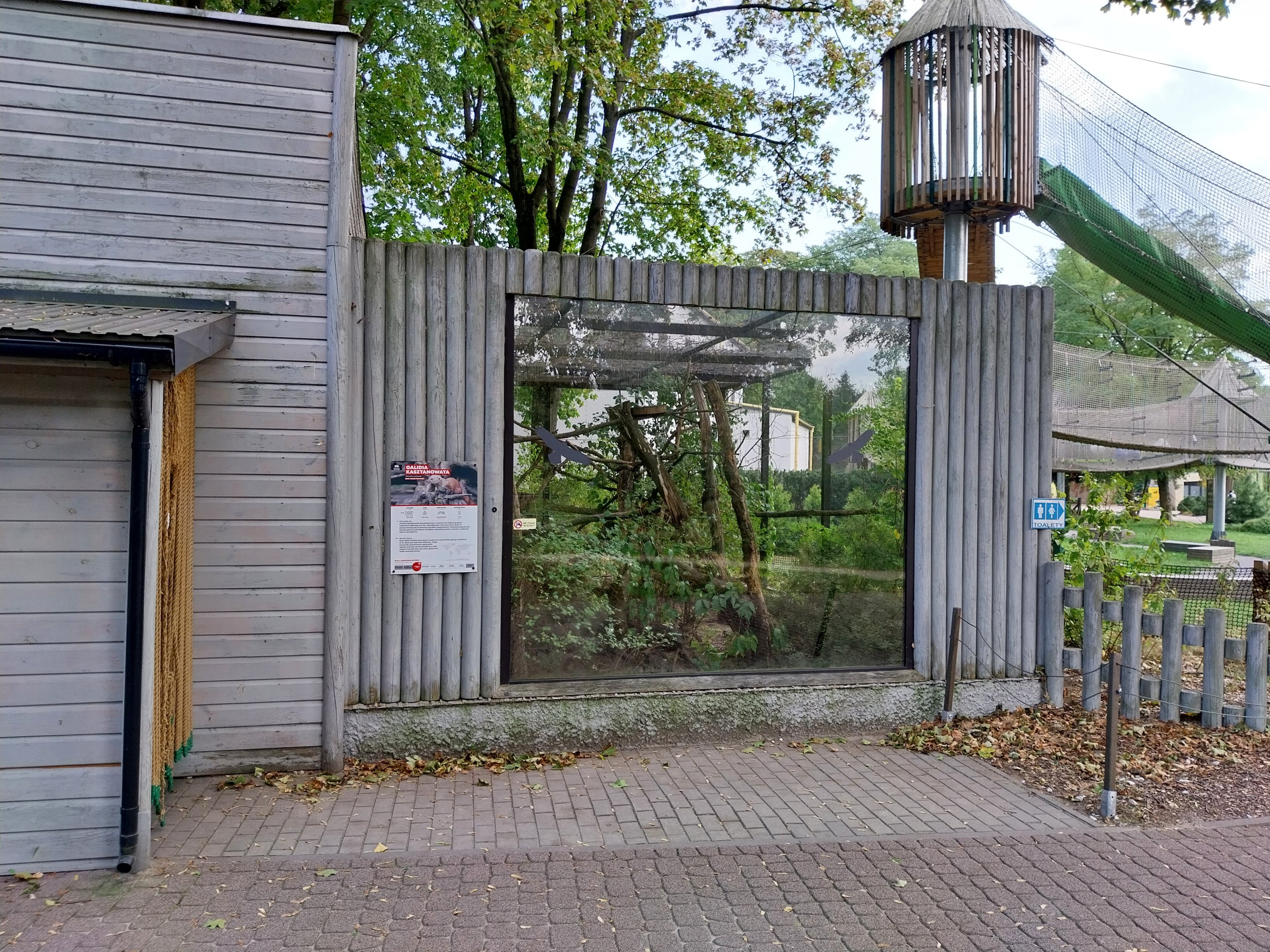 Eastern Ringtailed Vontsira (Galidia elegans elegans) enclosure