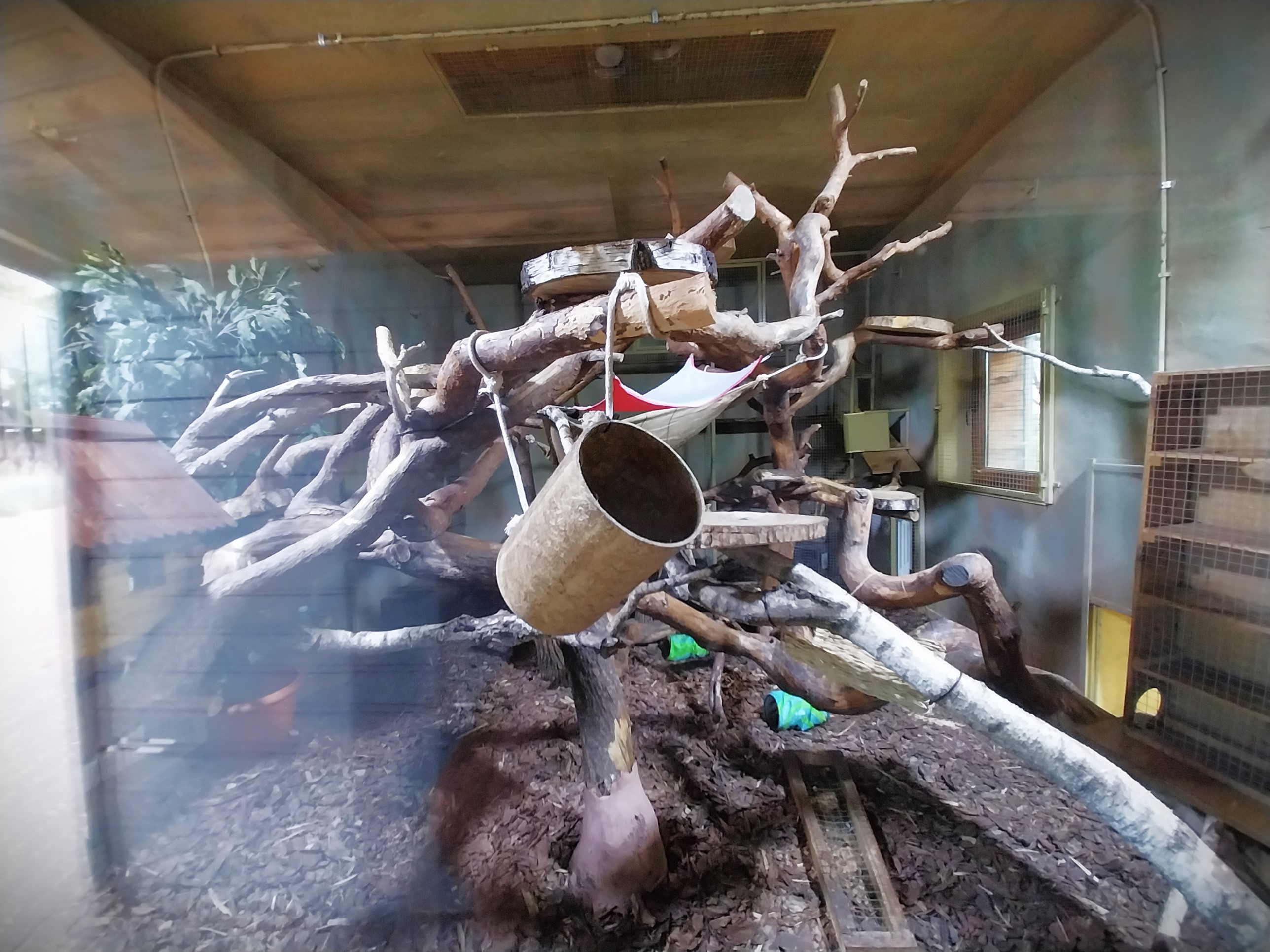 Eastern Ringtailed Vontsira (Galidia elegans elegans) enclosure