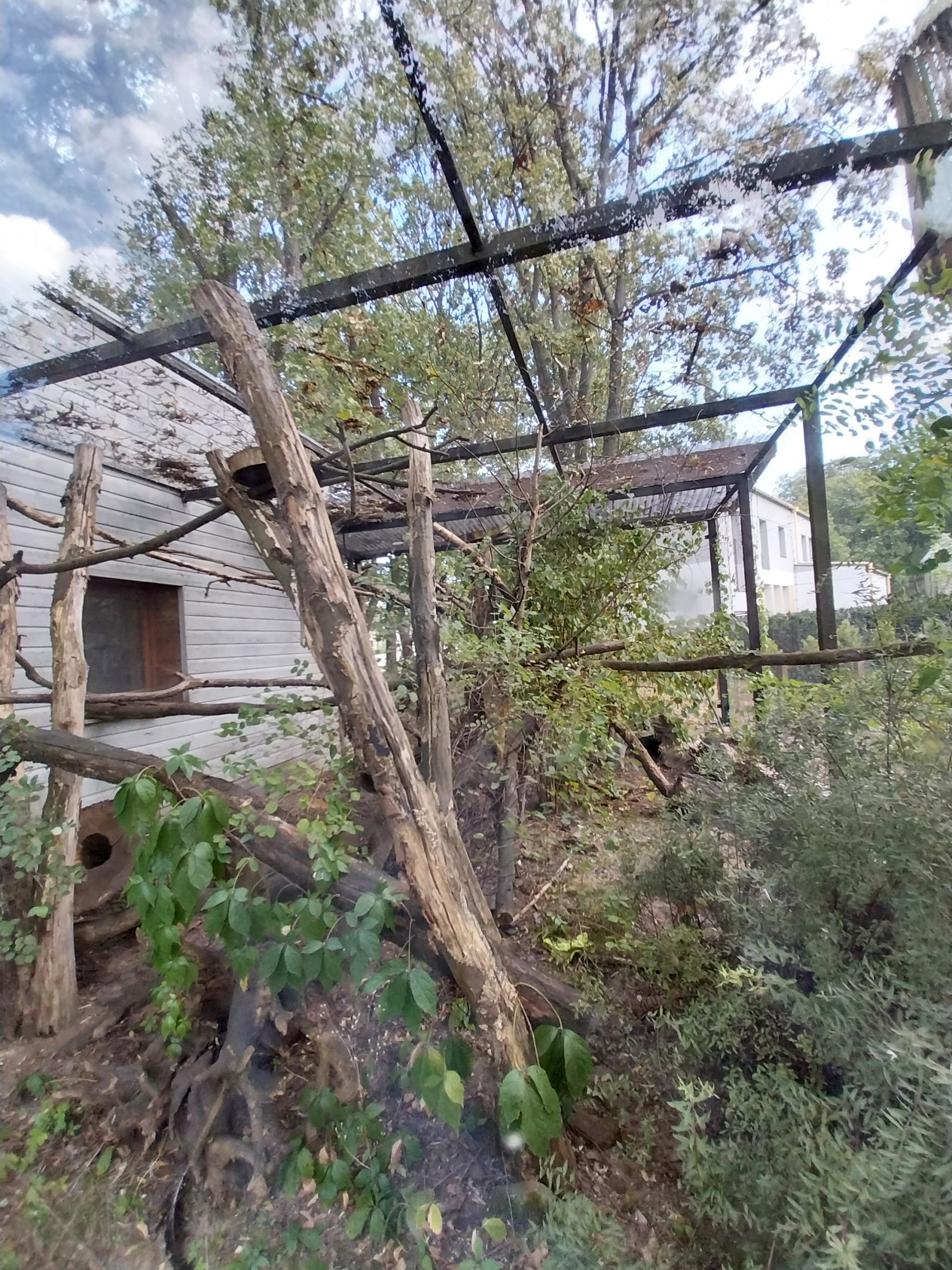 Eastern Ringtailed Vontsira (Galidia elegans elegans) enclosure