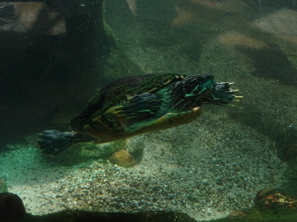 Eastern river cooter (P. c. concinna) ??