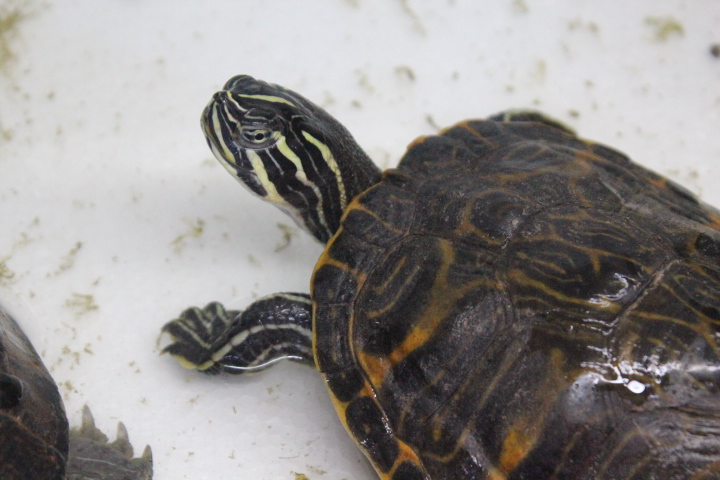 Eastern river cooter (Pseudemys concinna concinna)