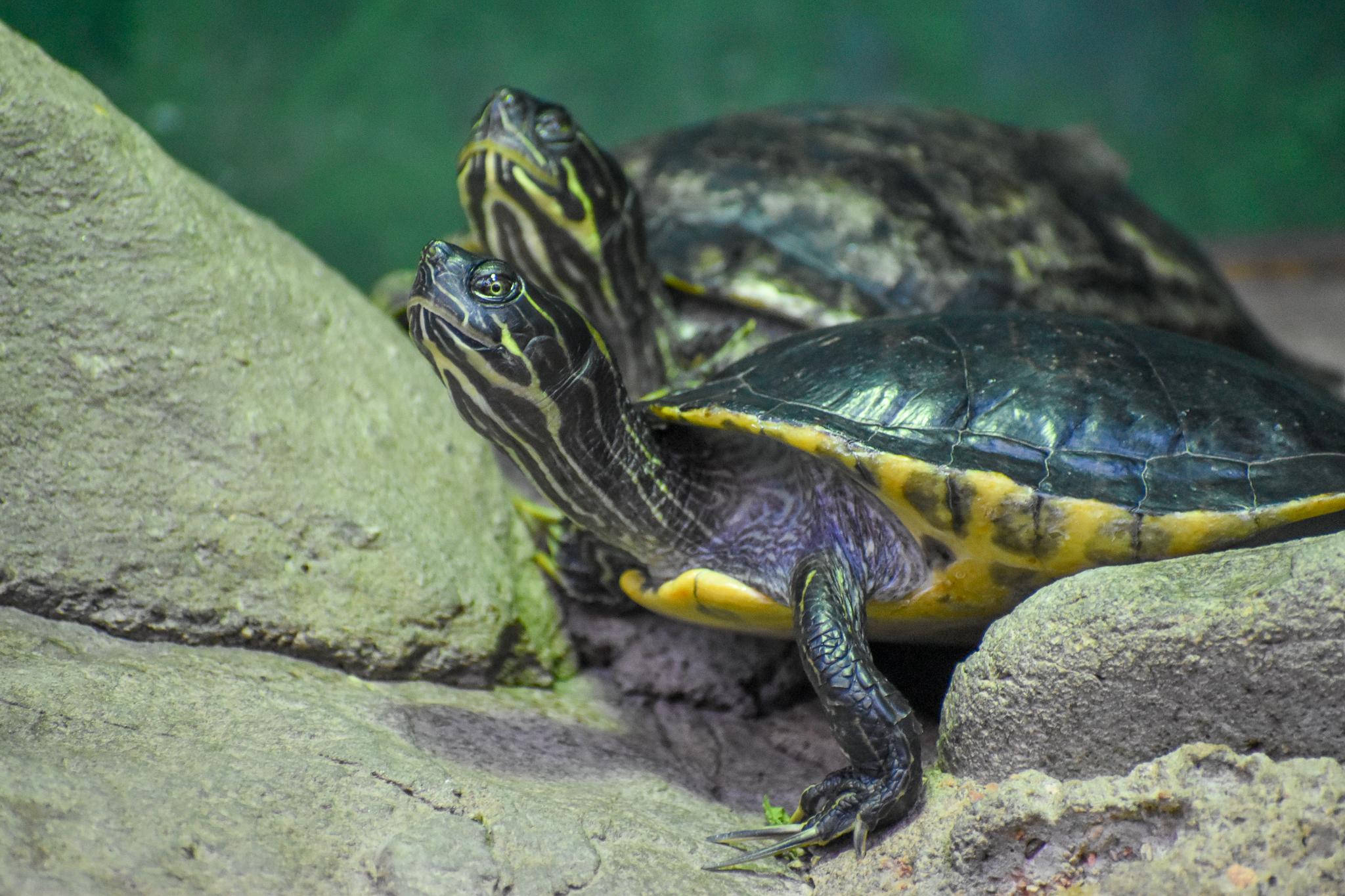 Eastern River Cooter
