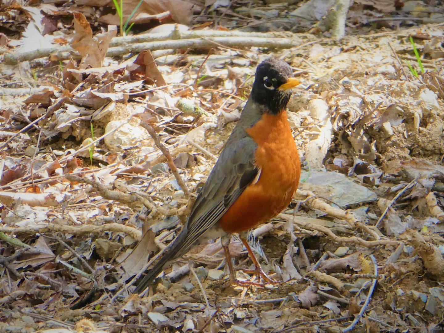 Eastern Robin