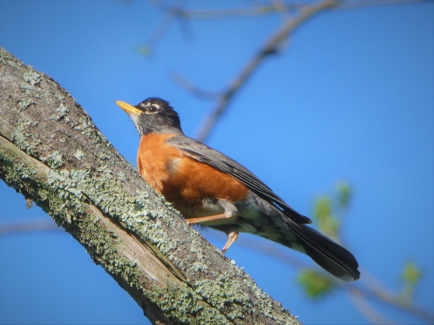 Eastern Robin