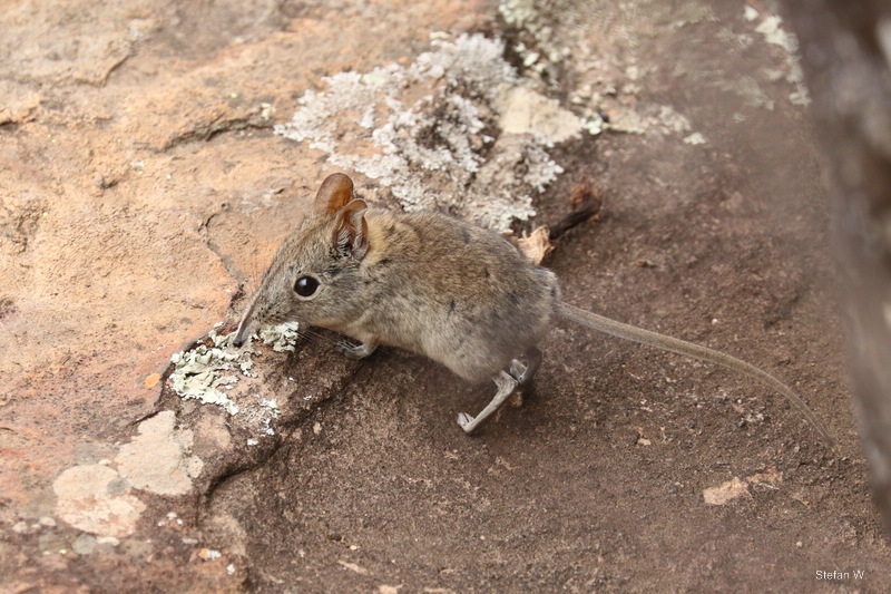 Eastern rock elephant shrew or eastern rock sengi (Elephantulus myurus)